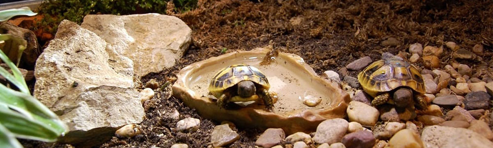 Черепахи сухопутные содержание в террариуме
Среднеазиатская сухопутная черепаха
